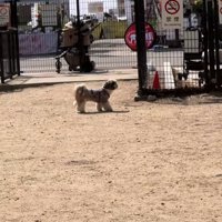 キョロキョロする犬