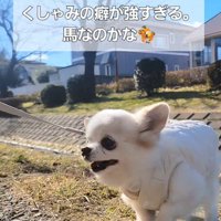 たねちゃんのくしゃみ2
