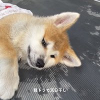 目を細めて寝転ぶ犬