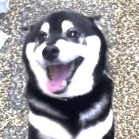 ニコニコ笑顔の犬