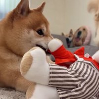 おからちゃんが立ち上がった！！