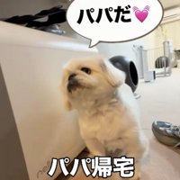 目を輝かせる犬