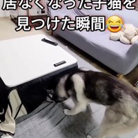 はっちゃんにひらめきが！