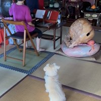 座って待つ犬