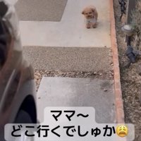 車のそばで見上げる犬