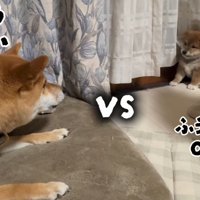 カーテンに隠れて成犬を見つめる子犬
