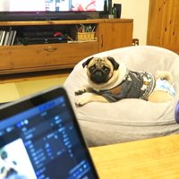 構ってほしそうなぷぅちゃん