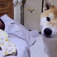 女性のそばに座り、カメラを見つめる犬