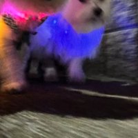 散歩中