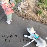 フセするブル君