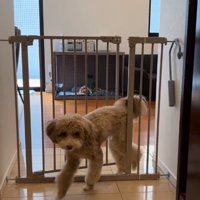 ゲートを開けるマフィンくん2