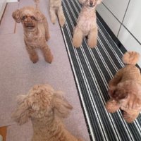 他の誰よりも散歩好き！！