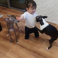 赤ちゃんとワンコたちの日常