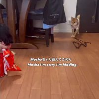 遠くから威嚇する姿にキュン