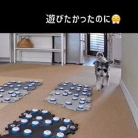 告げ口するモネちゃん3