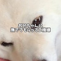 甘えて目を細める犬