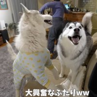 ソファに乗って男の子を見つめるシルバーのハスキー犬と黒いハスキー犬