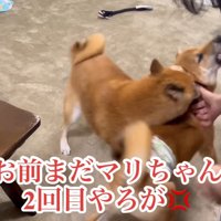 激怒して噛みつくフリ！