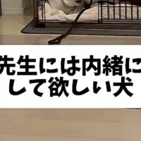 ケージの中で伏せる犬