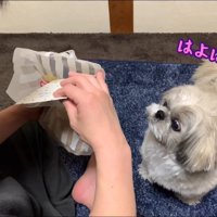 てんぽさんにおもちゃが届いたら