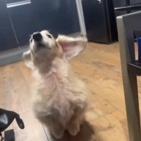 おねだりを始めるれっくすくん