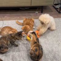 配給係をするくるみちゃん6