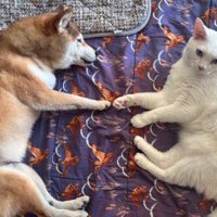 てんちゃんは17歳に