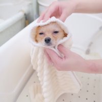 タオルで全身を包まれる犬