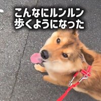 ラッキーくんの変化6