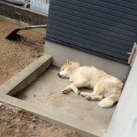 壁に寄りかかって遠くを見つめる犬