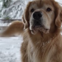 飼い主さんは除雪開始