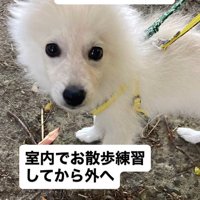 お散歩は少しずつ…