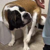 首をかくのが下手なむちゃ君2