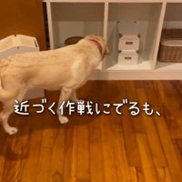 しっぽを振りながら子猫へ近づく犬