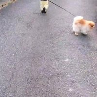 リードを引いてもらうことも