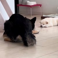 床に顔を近づけてじっと見つめる犬