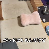 誰もベッドを使ってくれません