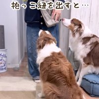 リーリエちゃんが寄ってきた