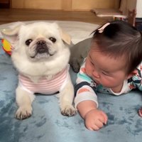 カメラ目線を決める犬と、犬の方を向く赤ちゃん