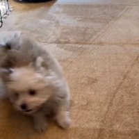 子犬のぽぽちゃん1