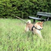 虫探しが大好き♪