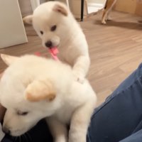 「お膝から降りろ～っ」「やだー！」