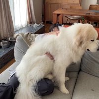 34キロの体がのしかかる…！