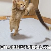 やんちゃ盛りの子猫