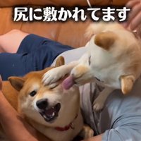 尻に敷かれる豆千代くん