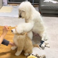 もう1回頭に「お手」（笑）