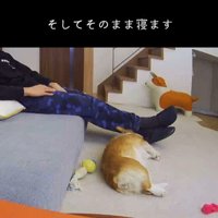 ソファから落ちたモナちゃん8
