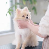 カット台に乗ってトリマーを見つめる犬