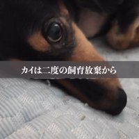 寝転がって視線を飼い主に向ける犬