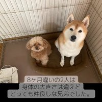 仲良しだった2匹